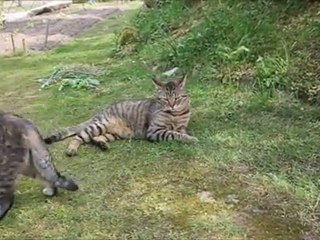 SPOCK AND BENJIE . copyright 2011 S.2306Punky