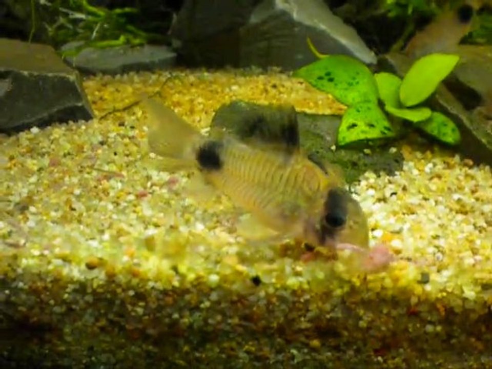 Corydoras Panda eating