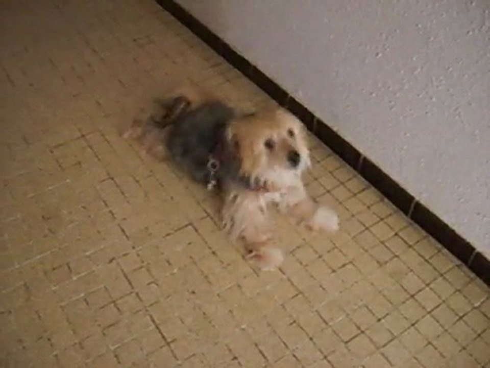 Youna danse / dancing dog