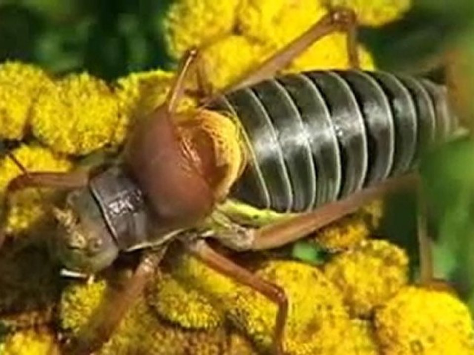 TV3 - El medi ambient - Referents: Eduard Vives