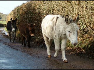 JAMMES, Francis - Prière pour aller au Paradis avec les ânes.