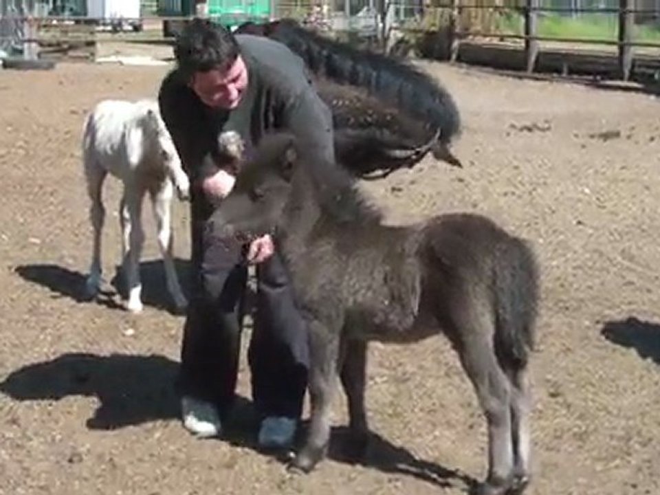 25.05.2011. Poulains