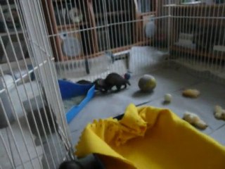 les petites légendes J+41