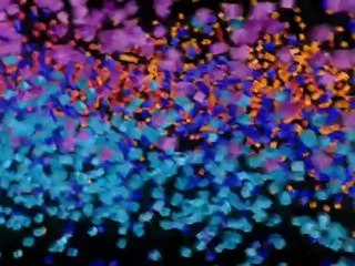 Zoic Studios: NBC Upfront 2011 Peacock Open