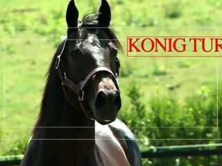 Konig Turf, étalon en station au Haras de Mirande