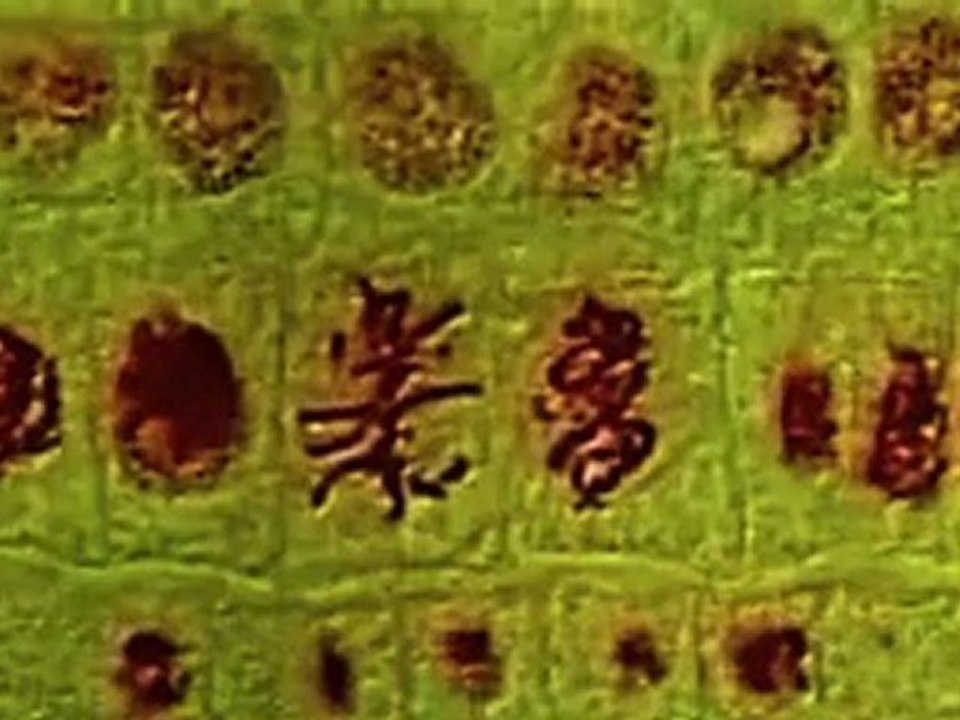 mitose  dans une pousse  d'ail