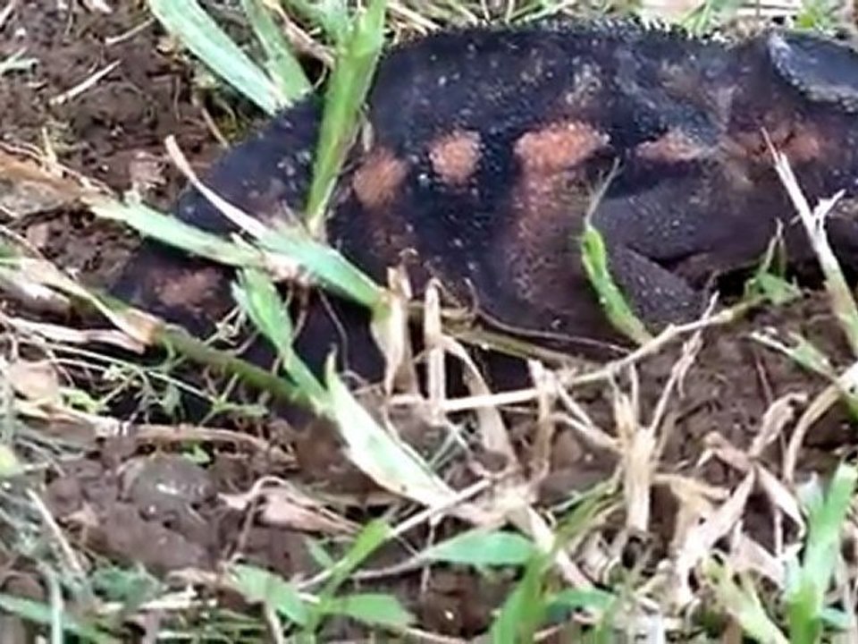 Endormi cameleon ponte