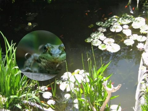 le monde merveilleux et féerique des bassins