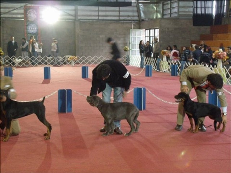 Amantes del Mastino Napoletano Video 3 Expo el Volcan