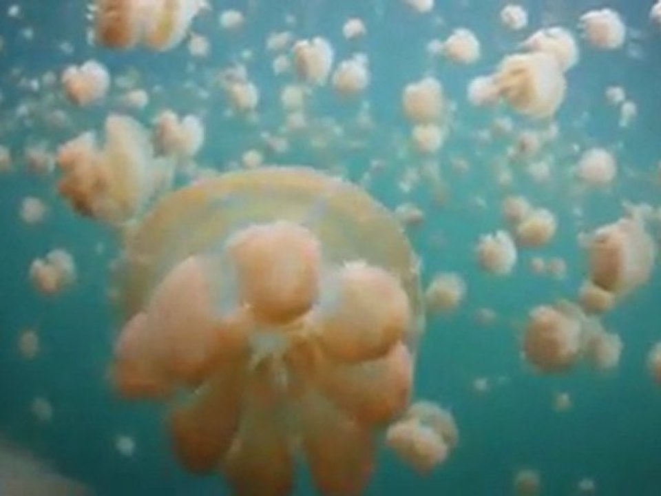 Jellyfish Lake