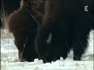 bison, le roi de la prairie (4 et fin)