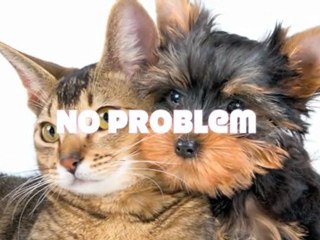 Long Island Dog Walkers, Suburban Pets