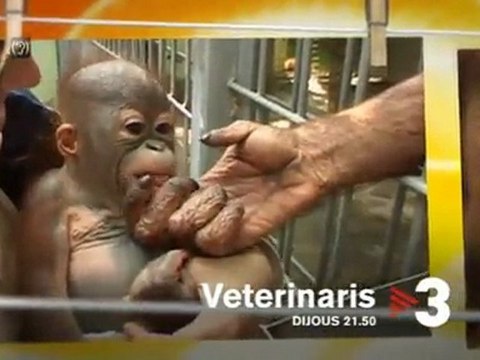 TV3 - Dijous, 21.50, a TV3 - Veterinaris torna amb noves històries