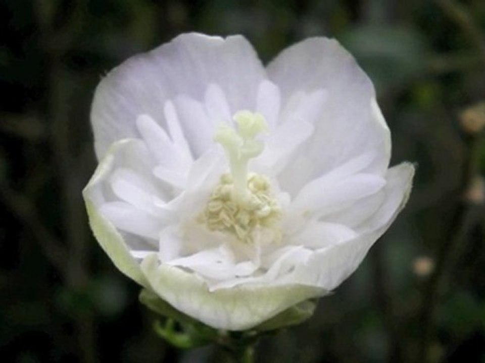 Flowers #1