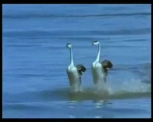 (¯`·.♥MEVLANA♥BEN SEN/İM!♥.·´¯) Şiir [Ά℗℗Ά]