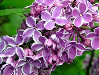 (¯`·.♥ ŞŞTTTTT !!! ♥.·´¯) Ezginin Günlüğü MORஇMELEK