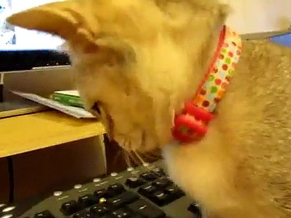 Gazelle sur l'ordi 1