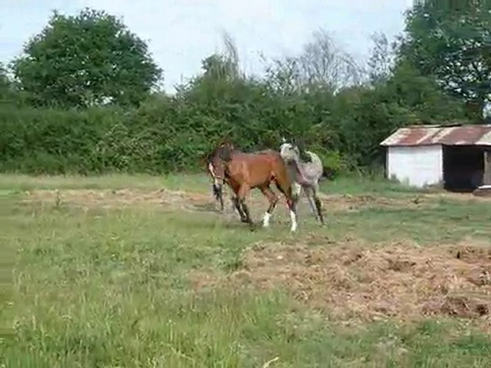 élevage des Trillers - Pure Race Espagnole - poulains - 2010