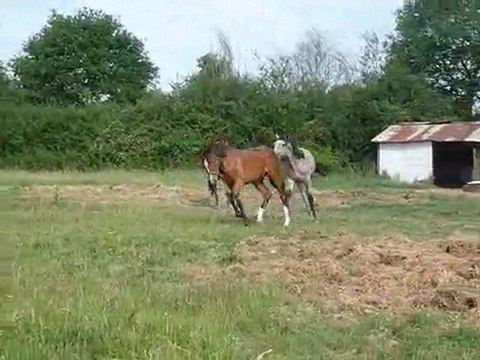 élevage des Trillers - Pure Race Espagnole - poulains - 2010