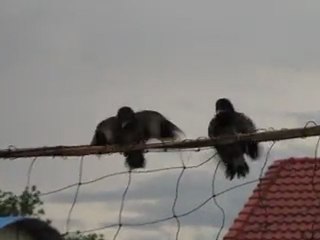 afs, premiers envols (2)