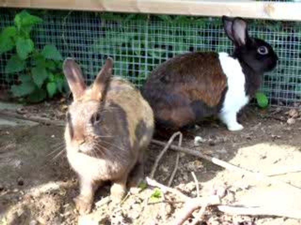 Freche mädels, dummer klopfer *g*