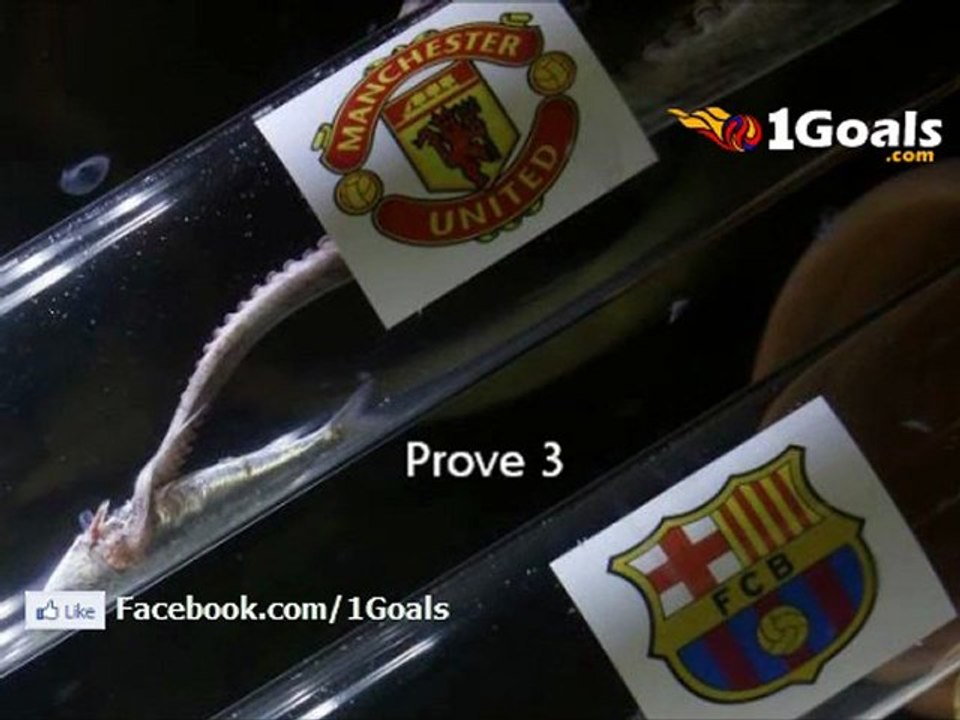 Poulpe Iker prédit Manchester United pour remporter le 2010/11 UEFA Champions League vs Barcelona