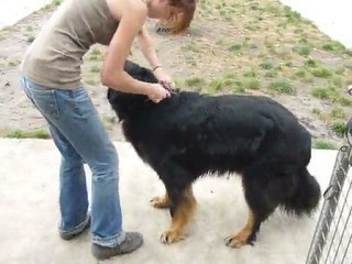 ENTREE A LA PENSION CANINE CHENIL BELLEVUE GIRONDE