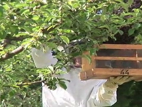 Saving swarming bees