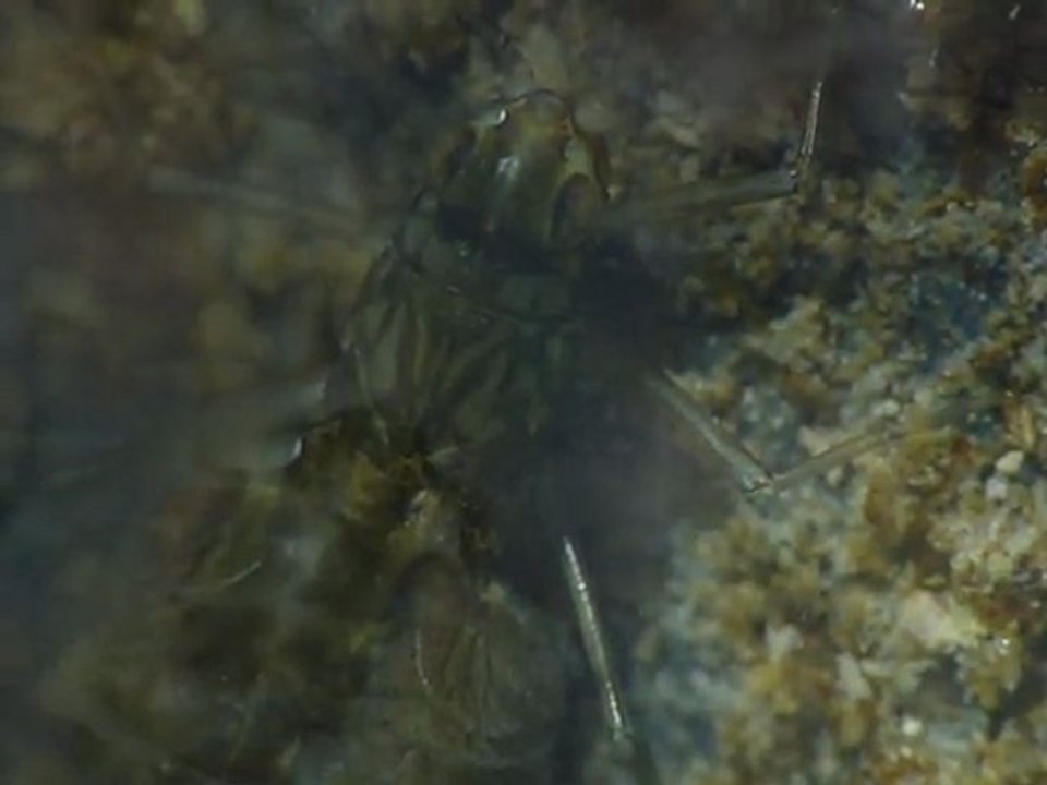 Larve d'éphémère Cloeon dipterum