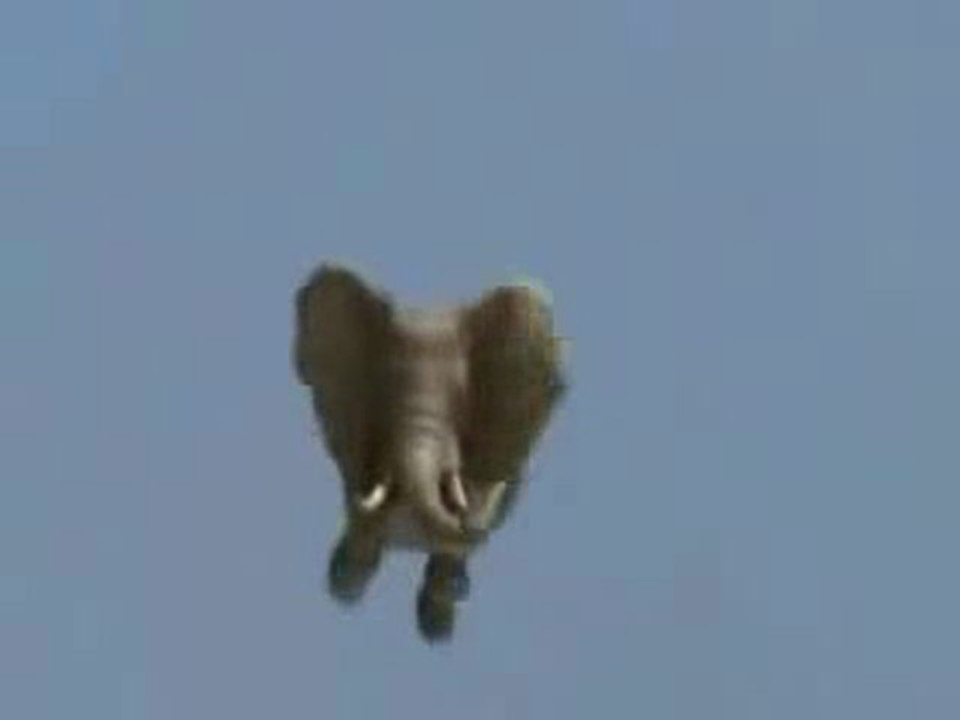 0361 - Éléphant qui vole