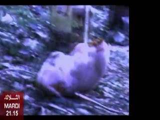 Teaser Akhtar Al Moujrimoun – May 31 📺