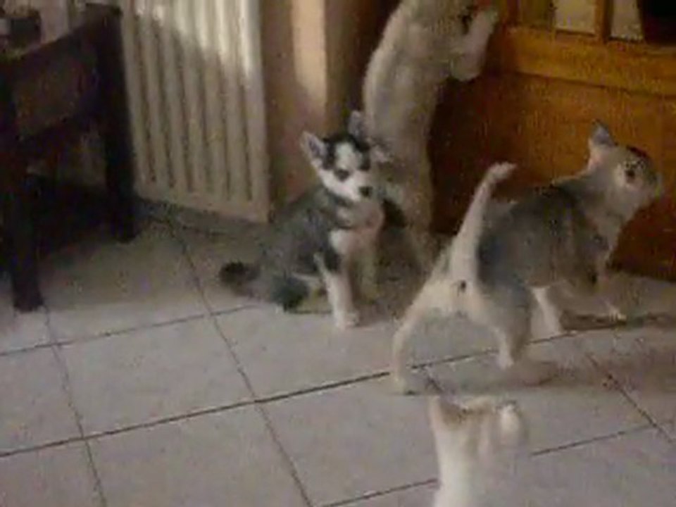 Guess Des Loups de la Fôret