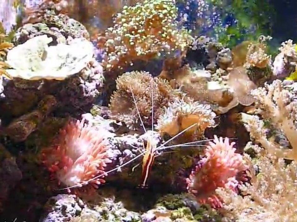 rampe diy leds vlumtec VS spot led 50w 20000 Kelvin