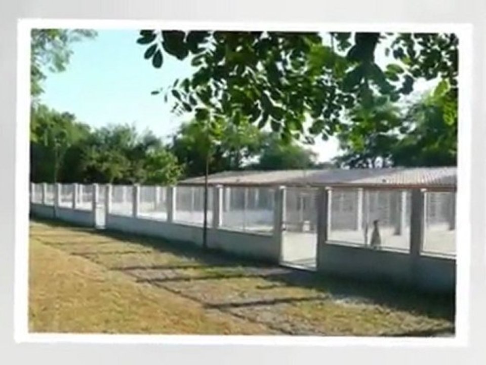 PENSION CHIEN  CHENIL BELLEVUE BORDEAUX MERIGNAC