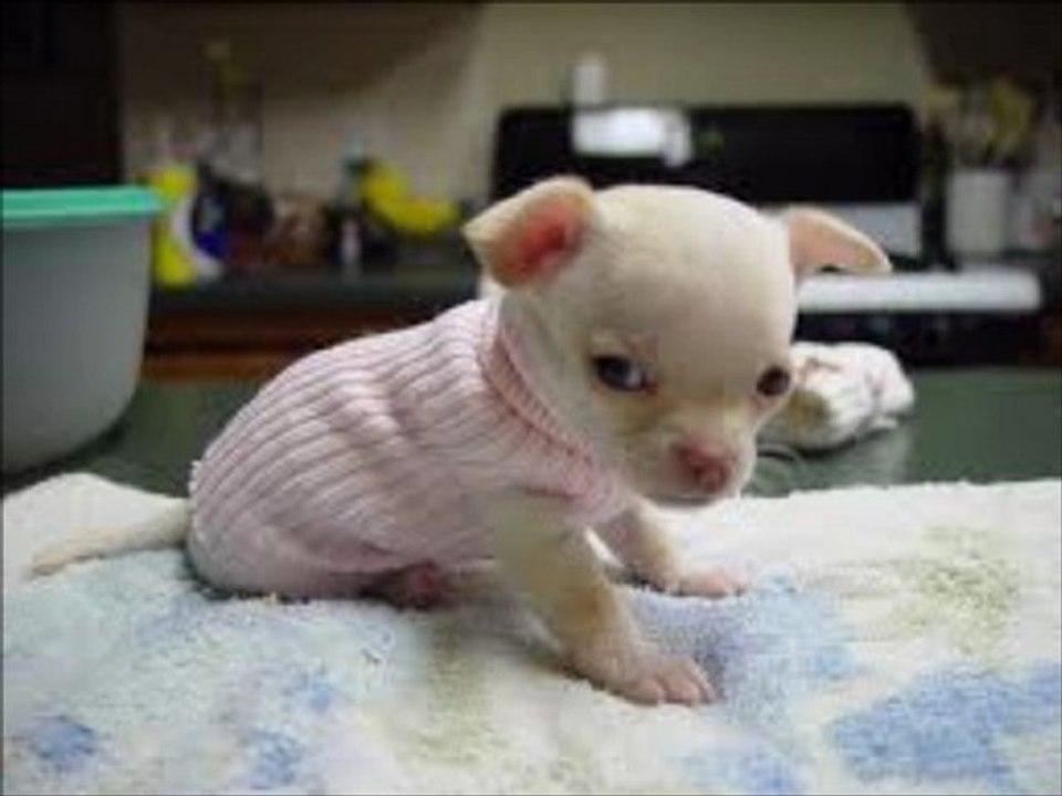 bébé chien trop mimi !