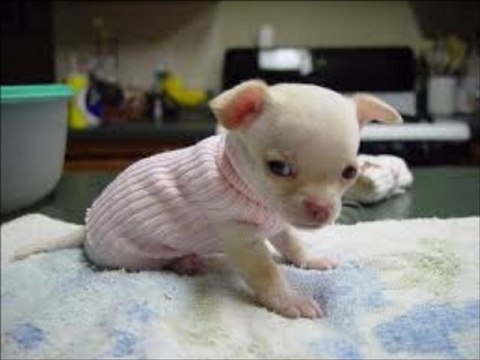 bébé chien trop mimi !