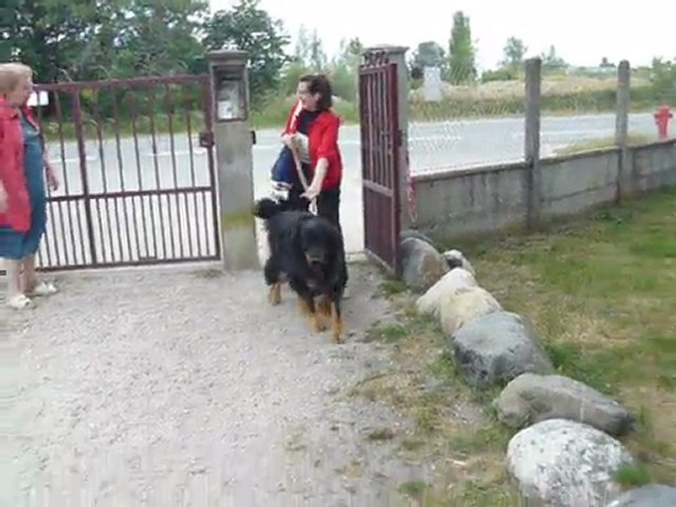 ARRIVEE A LA PENSION CANINE CHENIL BELLEVUE 33700 MERIGNAC