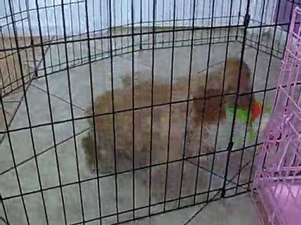 COCKER SPANIEL, PUPPIES FOR SALE IN MIAMI,BROWARD. 305-262-7310. WWW.PUPPIESTOGOINC.COM