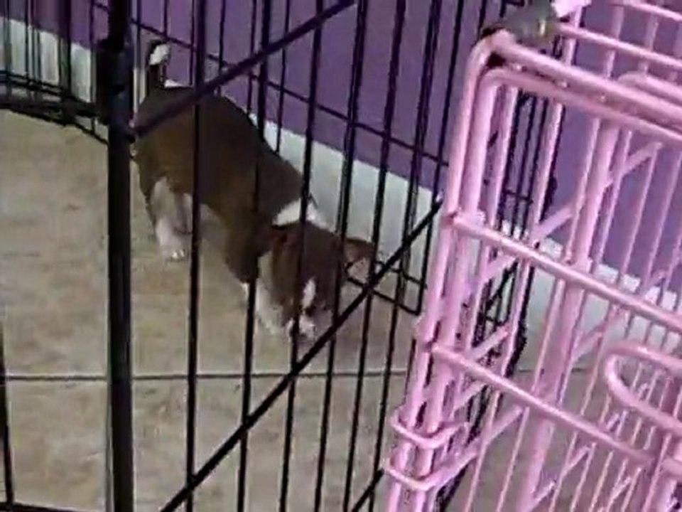 CHIHUAHUAS, PUPPIES FOR SALE IN MIAMI,BROWARD. 305-262-7310. WWW.PUPPIESTOGOINC.COM