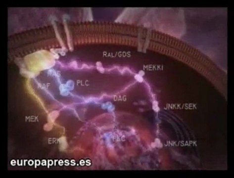 Nuevo fármaco para el cáncer de hígado