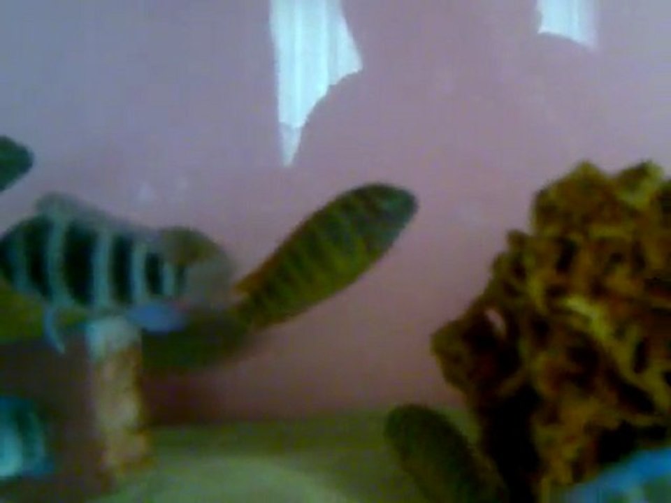 F1 tropheus ilangi  yellow yavru