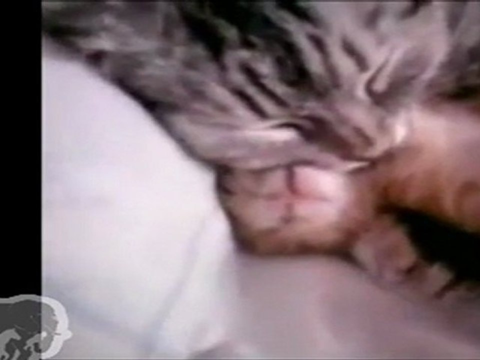Chaton dort avec sa mère