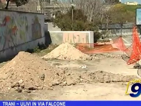 TRANI | Ulivi in via Falcone
