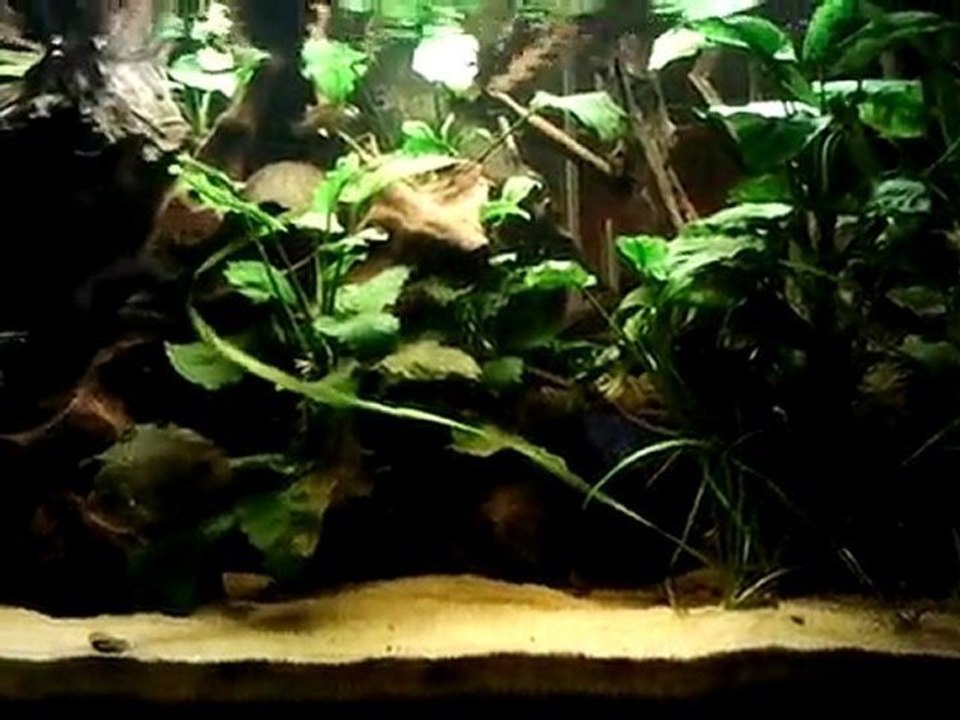 Vidéo0046
