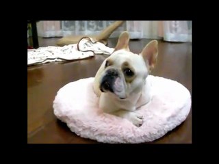 Como Educar un Bulldog Frances Paso a Paso