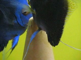 Ana tankta Musluk Suyunda Yavru