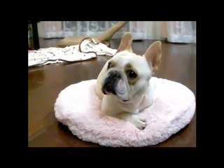 Como Educar Un Bulldog Frances Paso a Paso