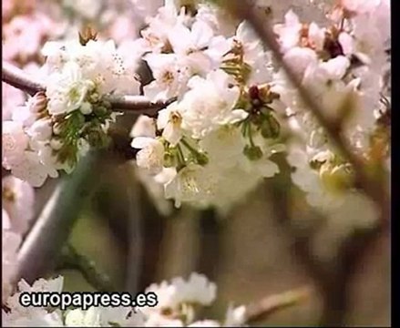 La alergia al polen, cada vez más frecuente