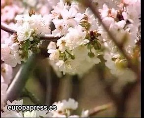 La alergia al polen, cada vez más frecuente