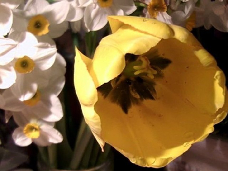HDV_0443_tulipe jaune s'ouvre